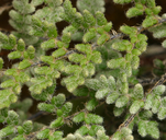 Cheilanthes gracillima