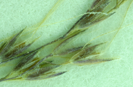 Agrostis elliottiana