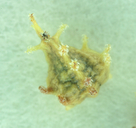 Plagiobothrys austiniae