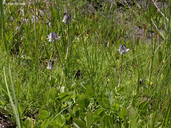 Trifolium bolanderi