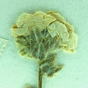 Plagiobothrys collinus var. californicus