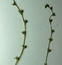 Plagiobothrys glyptocarpus var. glyptocarpus