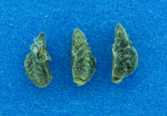 Plagiobothrys leptocladus