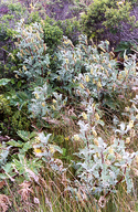 Astragalus pycnostachyus var. pycnostachyus