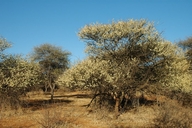 Senegalia mellifera