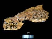 Pleuraspidotherium aumonieri