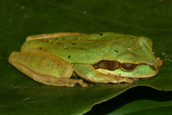 Central American Smilisca