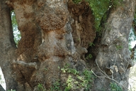Xanthocercis zambesiaca