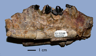 Palaeonictis occidentalis