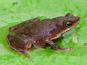 Amazophrynella minuta