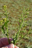 Rorippa palustris ssp. palustris