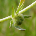 Plagiobothrys hystriculus