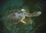 Argentine side-neck turtle
