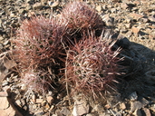 Echinocactus polycephalus var. polycephalus
