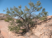 Acacia greggii