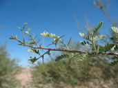 Acacia greggii