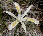 Iris chrysophylla
