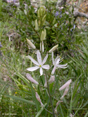 Camassia leichtlinii ssp. suksdorfii