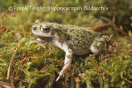 Eastern Green Toad
