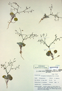 Eriogonum brachypodum