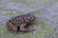 Large Toothed Toad