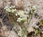 Pseudognaphalium californicum