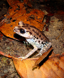 Black-eyed Litter Frog