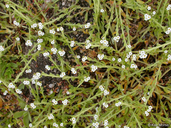 Plagiobothrys bracteatus