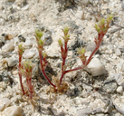 Lastarriaea coriacea