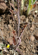 Streptanthus glandulosus ssp. glandulosus