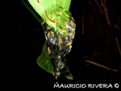 Nicaragua Giant Glassfrog