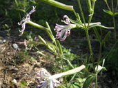 Silene occidentalis ssp. longistipitata