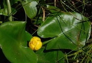 Nuphar lutea ssp. polysepala