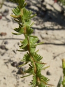 Ericameria ericoides