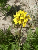 Erysimum teretifolium