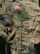 Linanthus ciliatus