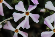 Phlox longifolia ssp. longifolia