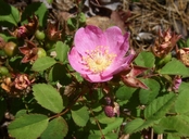 Rosa spithamea