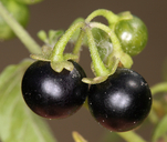 Solanum americanum