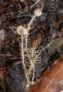 Dendrocollybia racemosa