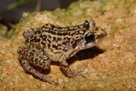 Eleutherodactylus simulans