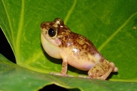 Eleutherodactylus leberi