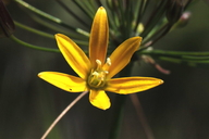Bloomeria crocea var. crocea