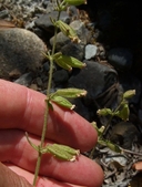 Silene marmorensis