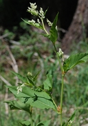 Polygonum phytolaccifolium