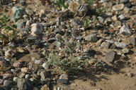 Trifolium traskae