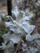 Eriogonum crocatum