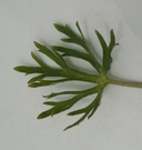 Delphinium hesperium ssp. hesperium