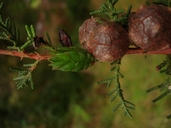 Hesperocyparis pygmaea