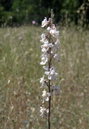 Delphinium hansenii ssp. hansenii